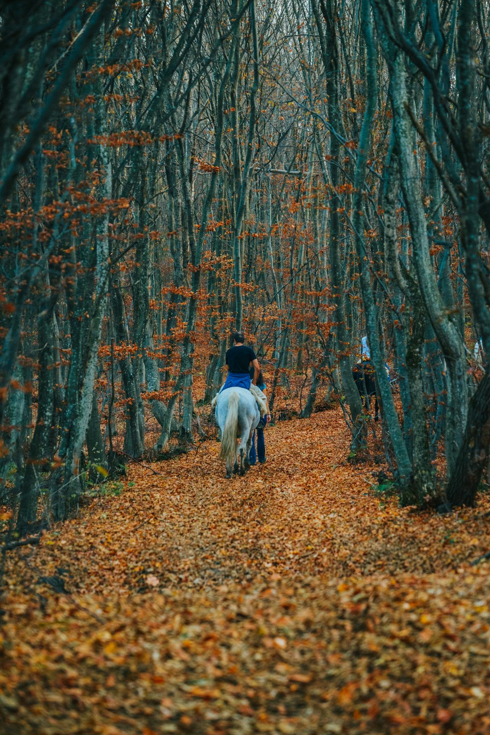 person riding horse between trees