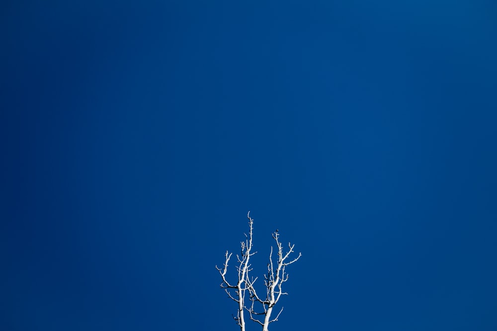 arbre gris sous le ciel bleu pendant la journée