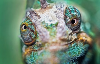 green and brown chameleon