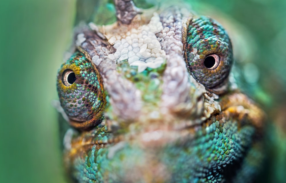 green and brown chameleon