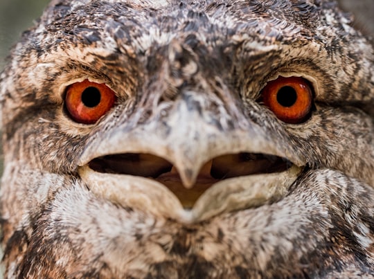 gray and white bird in selective focus photography in Hartley's Crocodile Adventures Australia