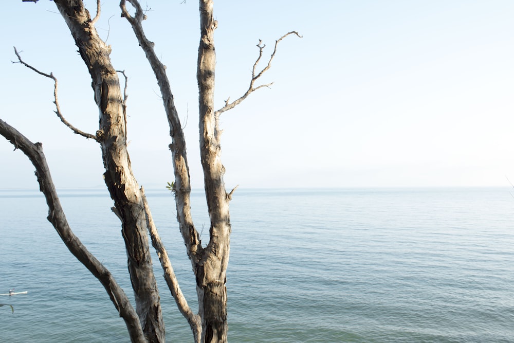 tree near body of water