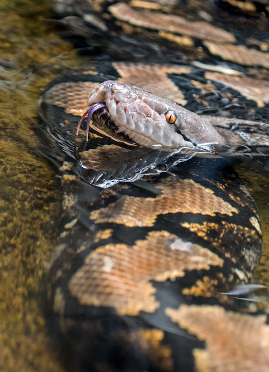 big black and brown snake on body of water in Hartley's Crocodile Adventures Australia