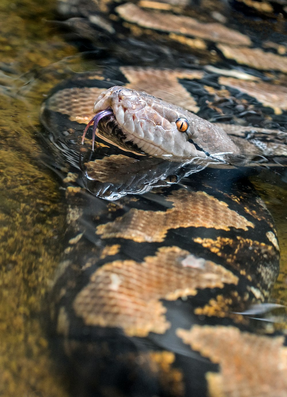 big black and brown snake on body of water
