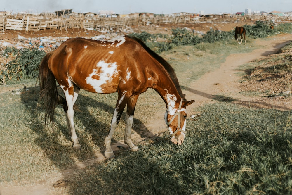 道路近くの草を食べる馬