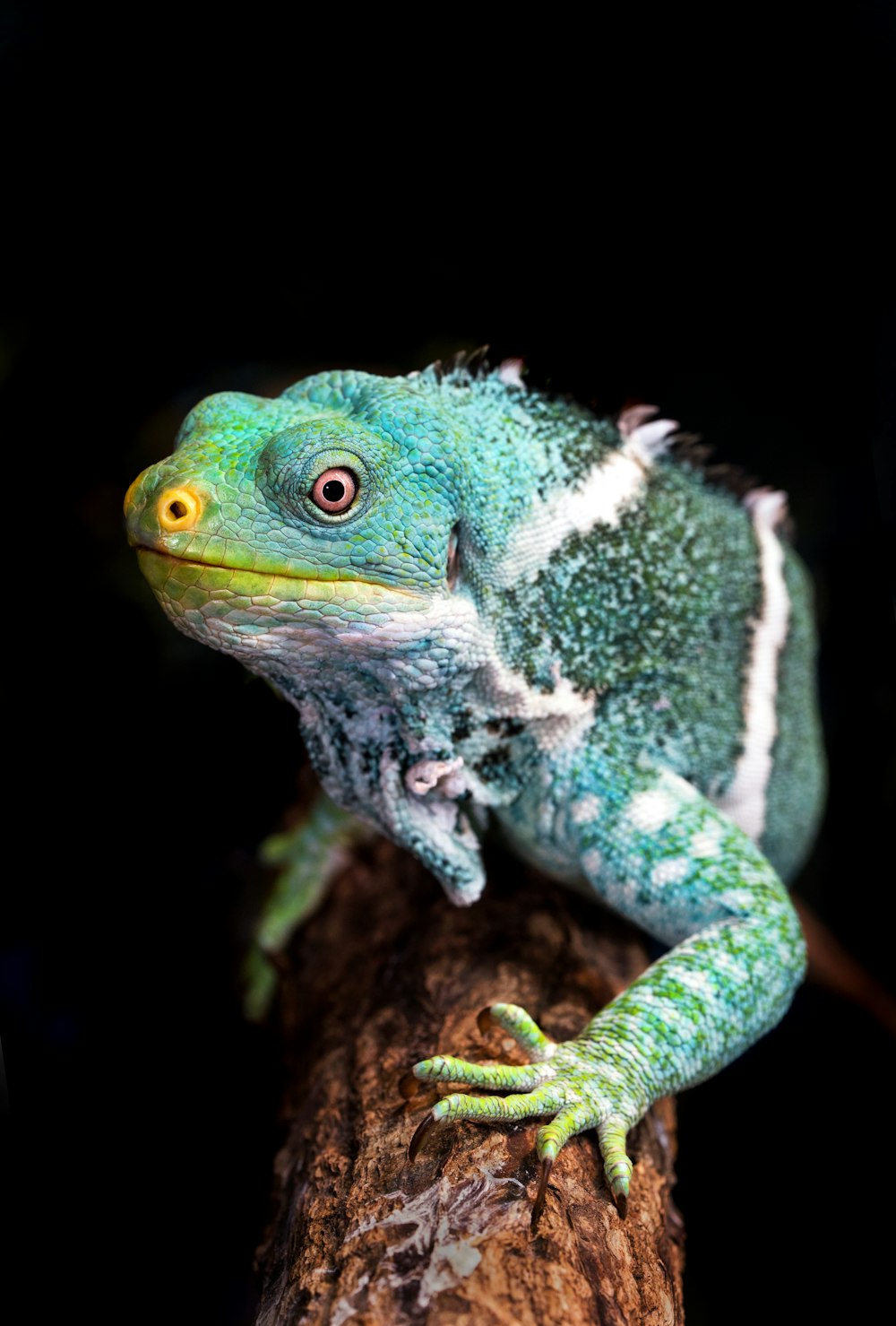 Iguana verde y blanca en la rama de un árbol Fotografía de primer plano