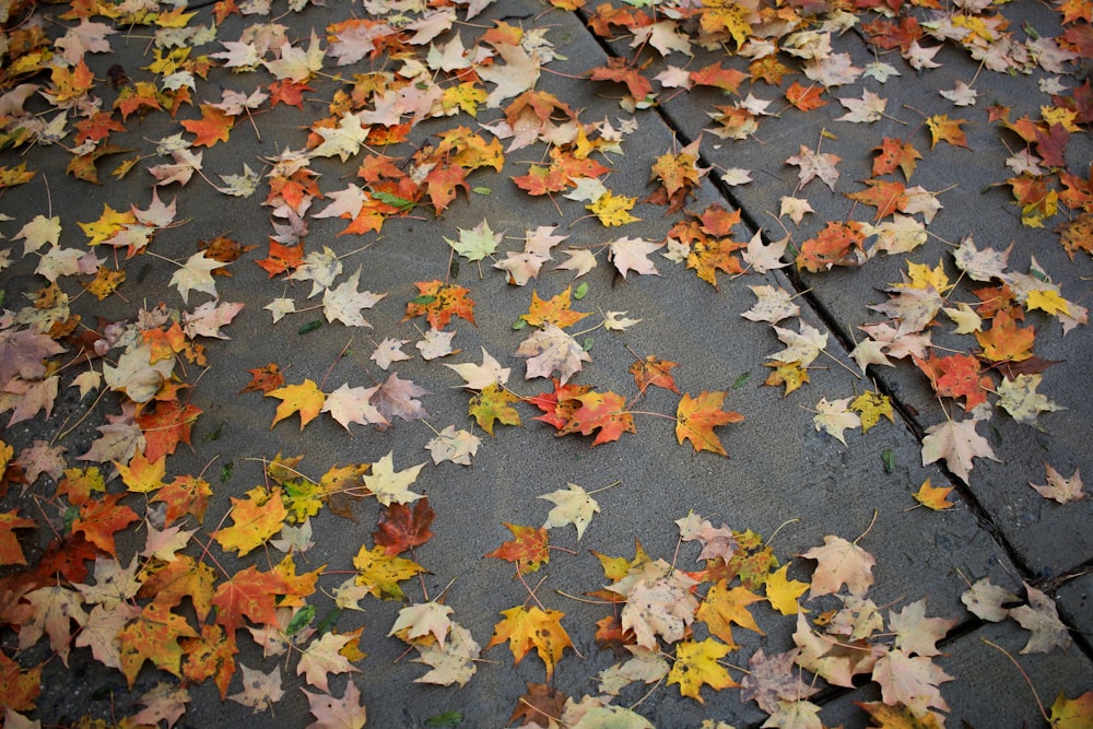 dried leaves on pavement