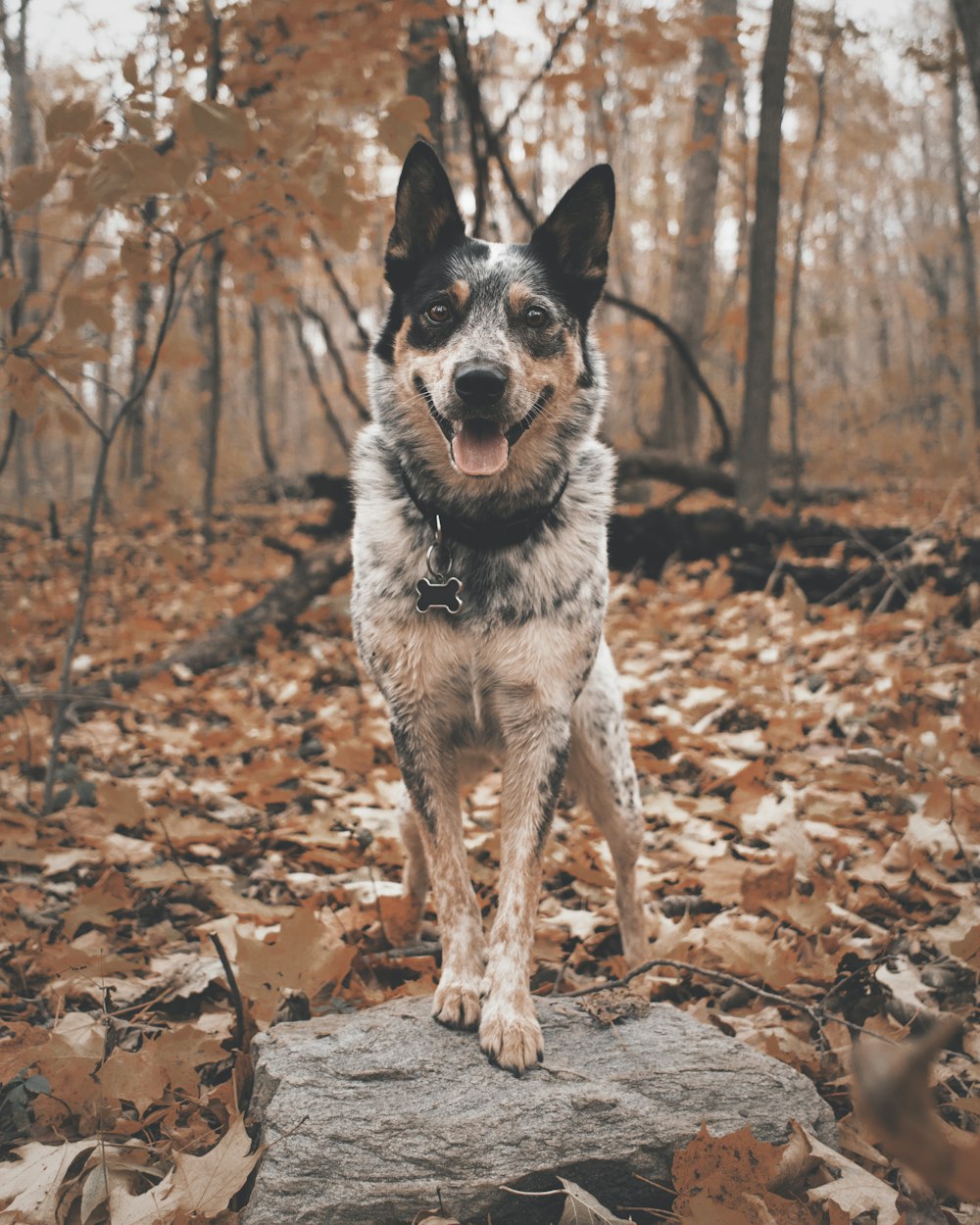 adult Australian cattle dog stepping on gray rock selective focus photography