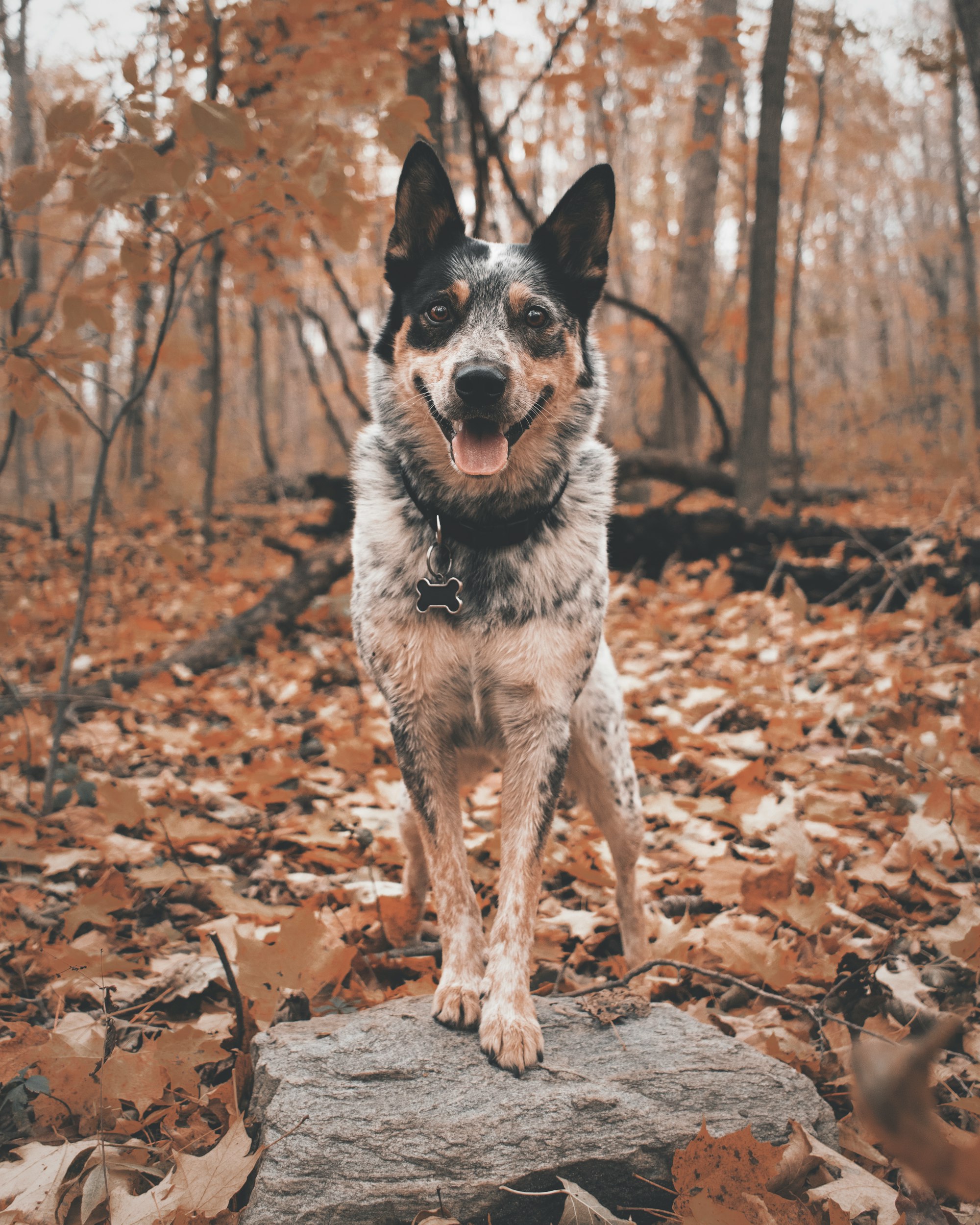 adult Australian cattle dog stepping on gray rock selective focus photography