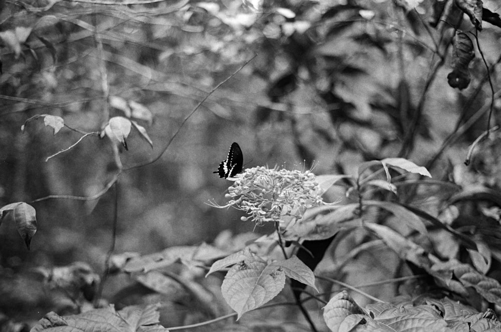 selective color photography of black and white butterfly perching on petaled flowers