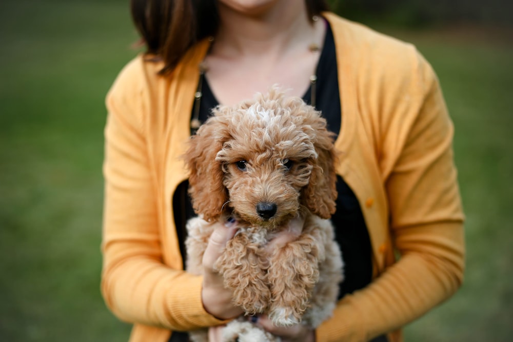 woman carrying tan poodle puppy