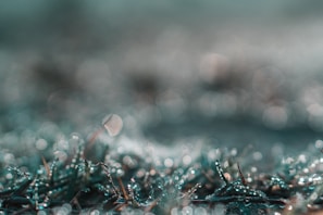 Abstract close-up of dew drops on rough grass blades, capturing the quiet toughness of early morning practice.