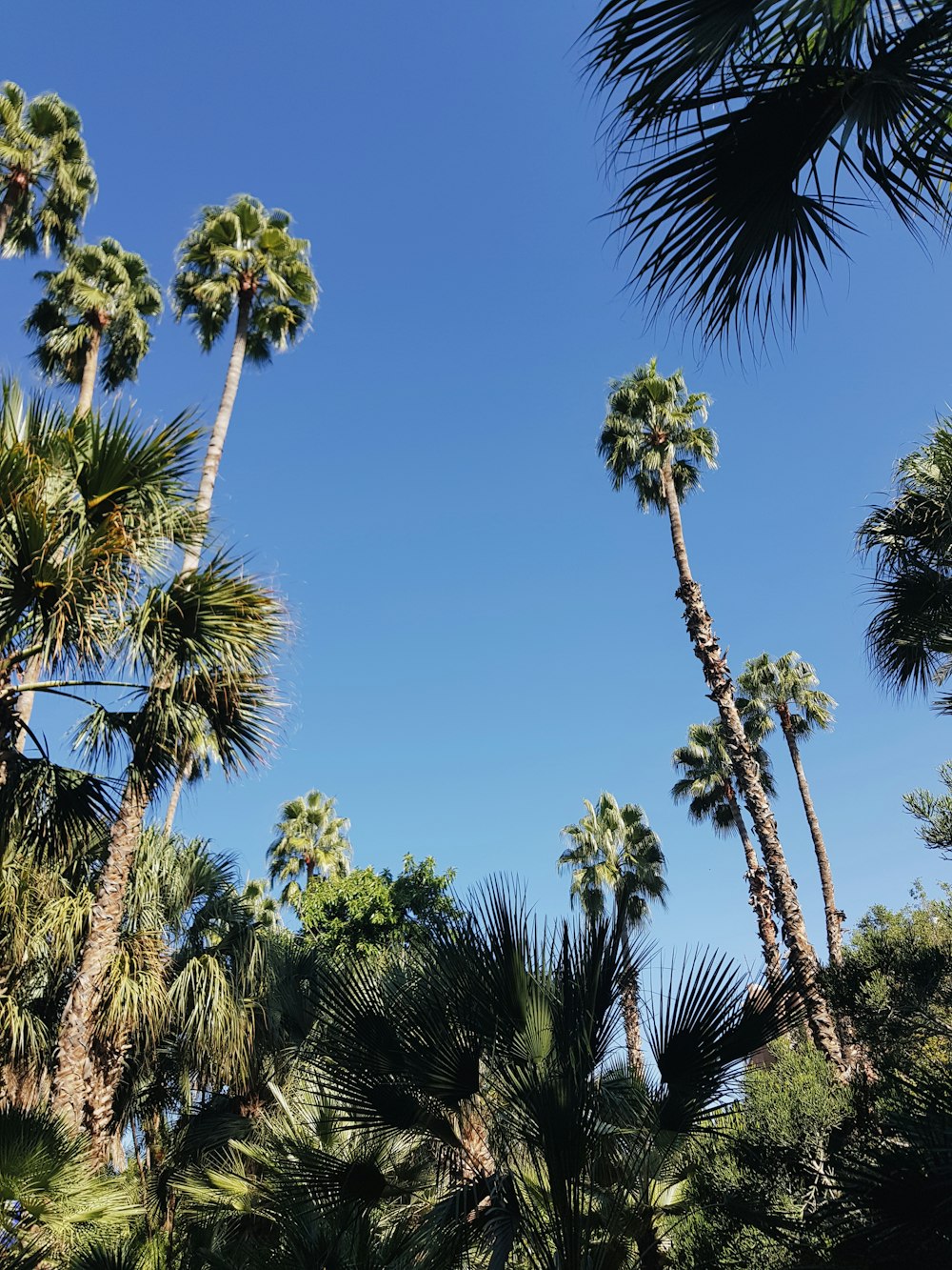 palm trees under blue sky during daytime