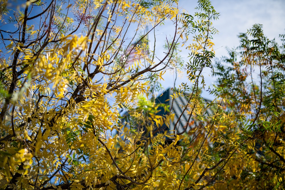 yellow leafed tree at daytime