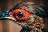 A close-up image of a bird's face, focusing on its large eye surrounded by vibrant red skin. The beak is sharp and slightly curved, with a mix of beige and black colors. The bird's feathers are a mix of dark brown and hints of blue, creating a textured appearance.
