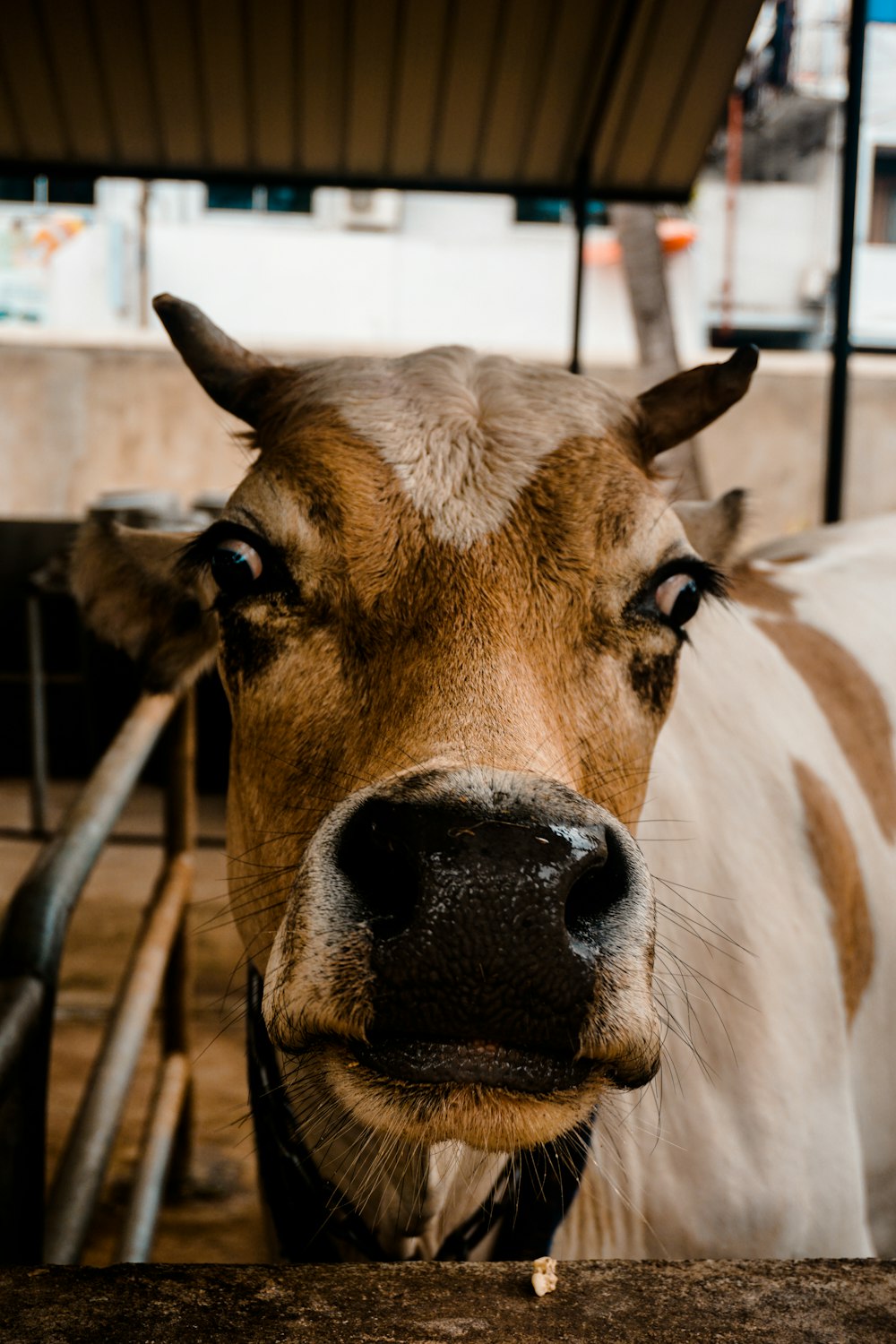 Vaca marrón y blanca