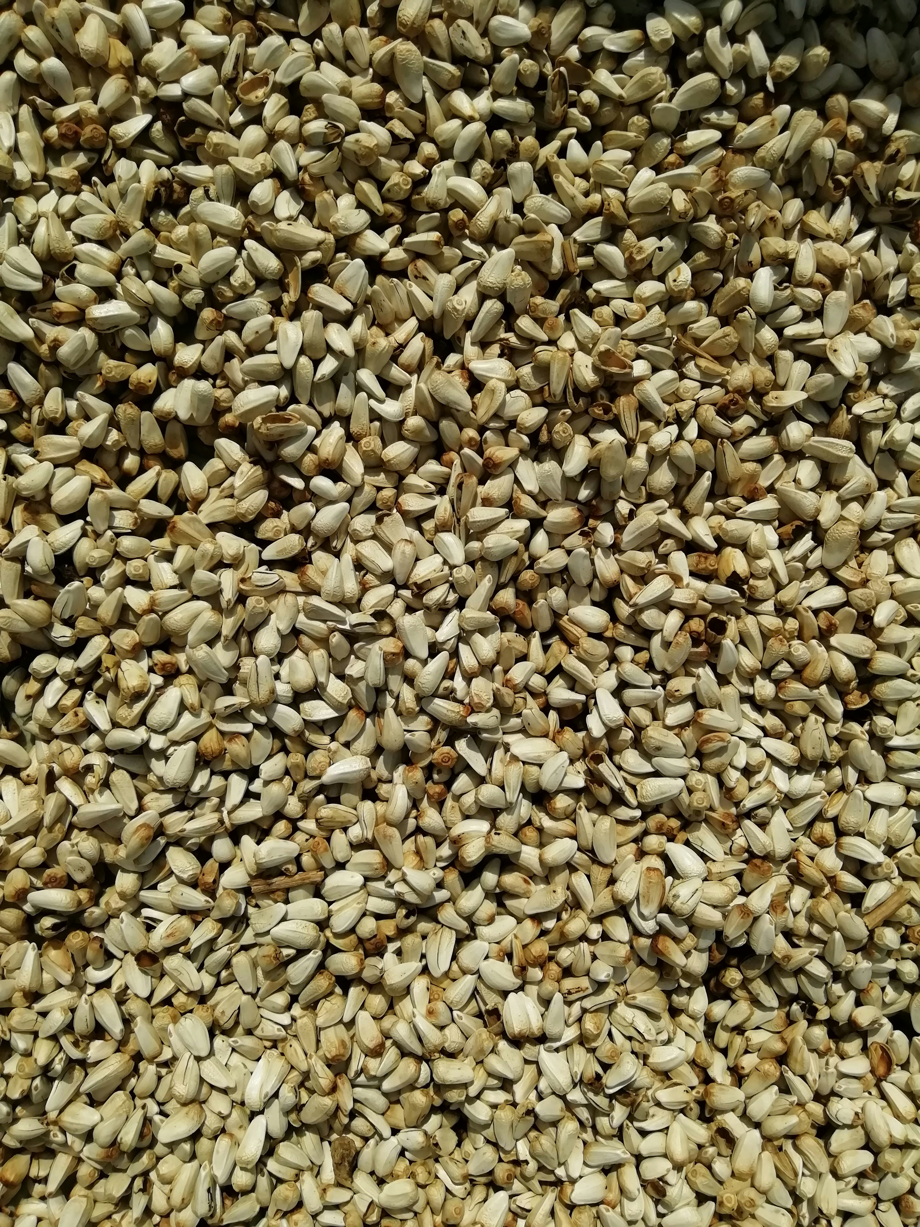 Premium Quality Seeds