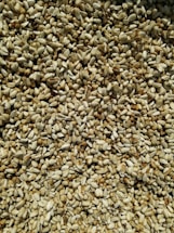 Close-up photo of cannabis seeds spilling gently from a wooden scoop onto a clean white surface.