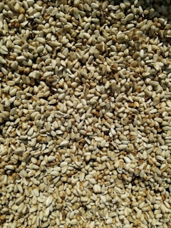 A close-up view of a large quantity of loose seeds, predominantly pale brown and white in color, scattered evenly across the surface.