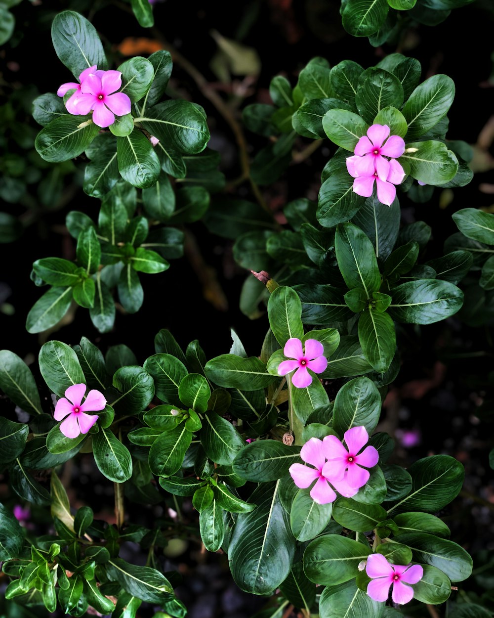 pink-petaled flowers