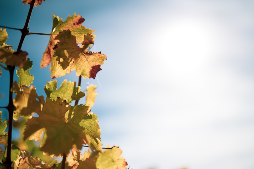 yellow and green tree leaves under clear sky