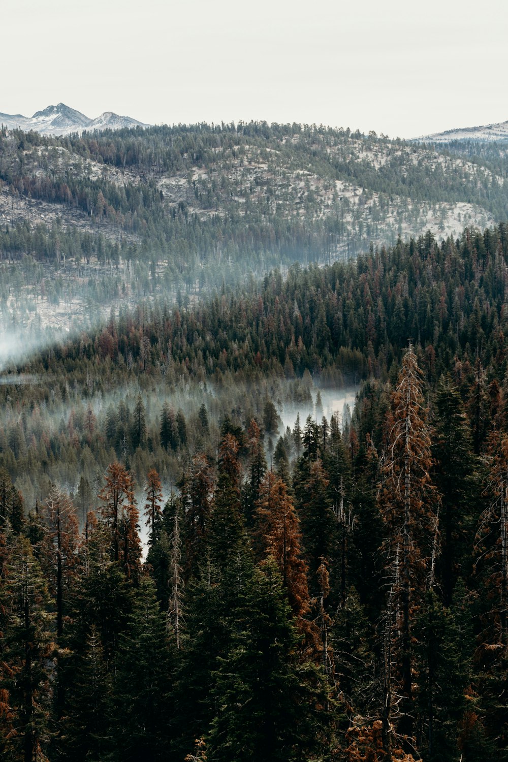 aerial view of pine trees