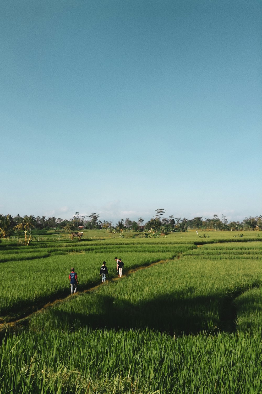 four people walking on dirt pathway between rice fields
