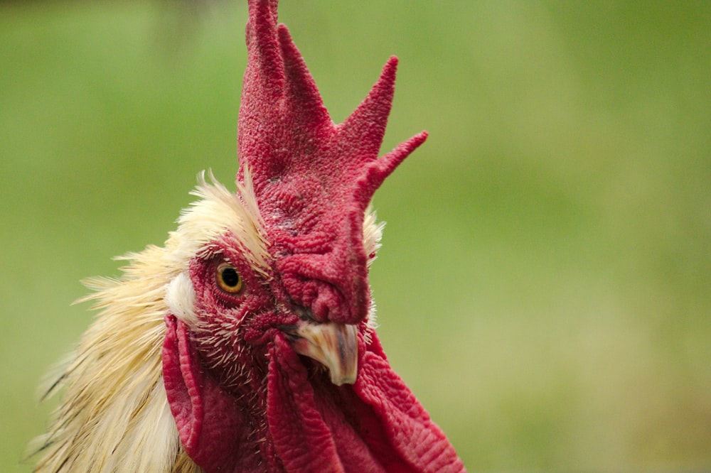 shallow focus photography of rooster