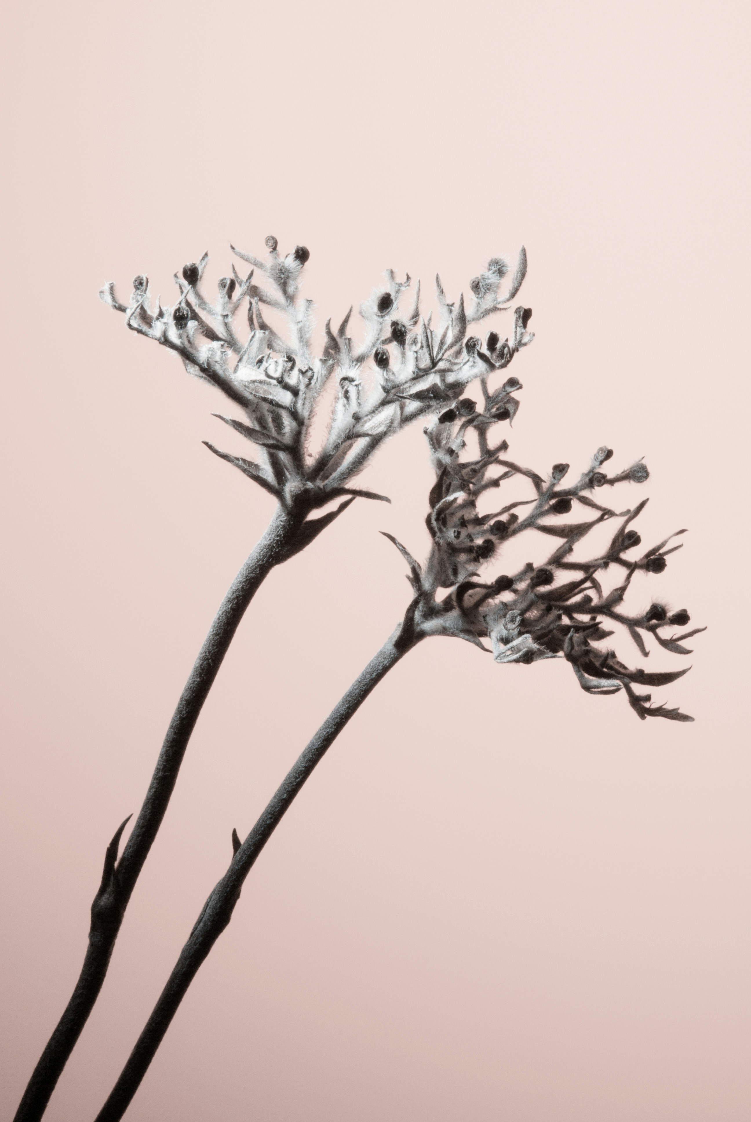 Photo by joyful_janine