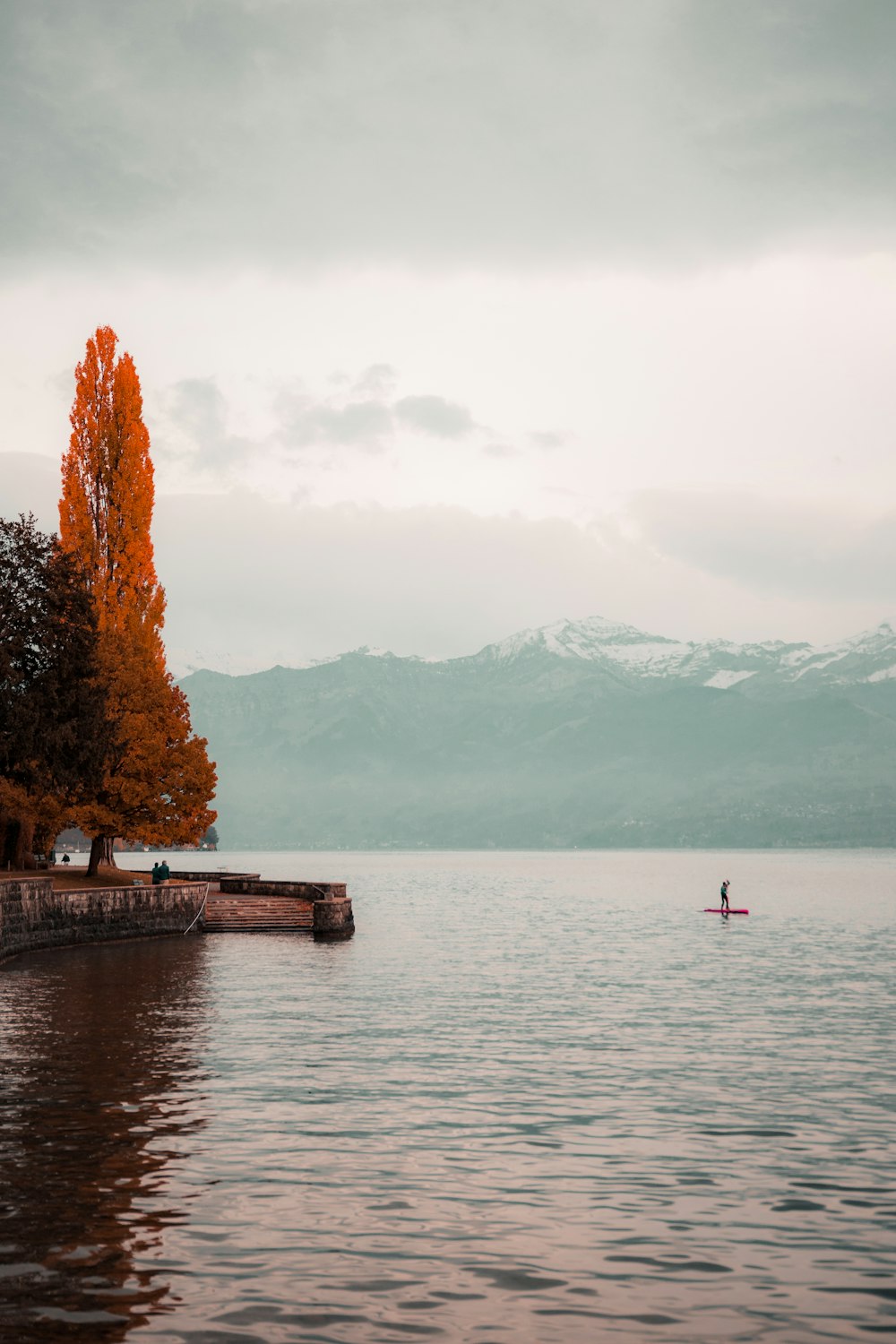 arbre à feuilles rouges pendant la journée