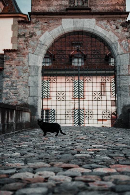 black cat near closed gate during day in Oberhofen Switzerland