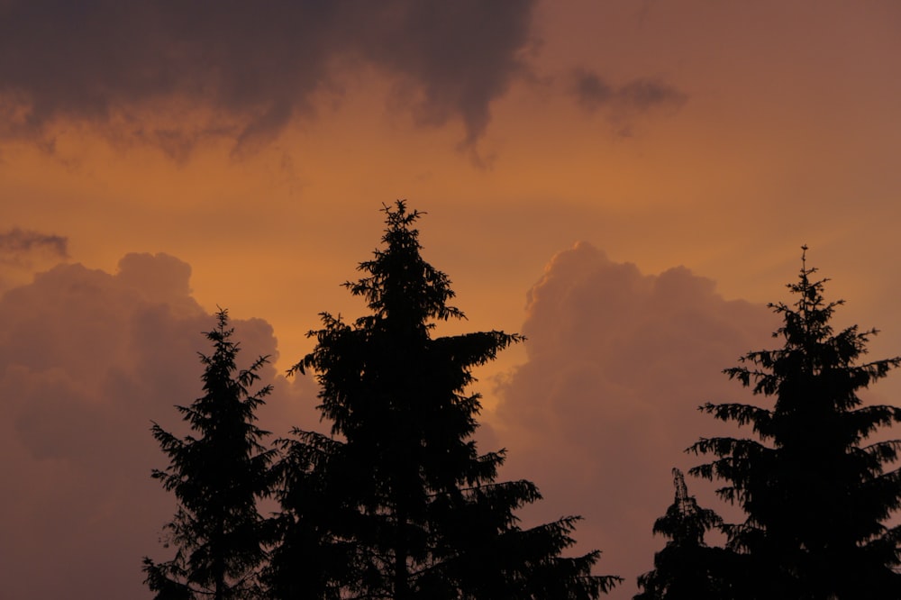 silhouette photography of three trees