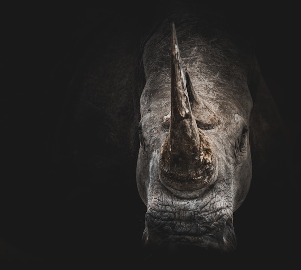 gray rhino digital wallpaper