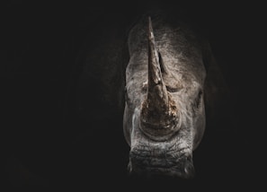 gray rhino digital wallpaper