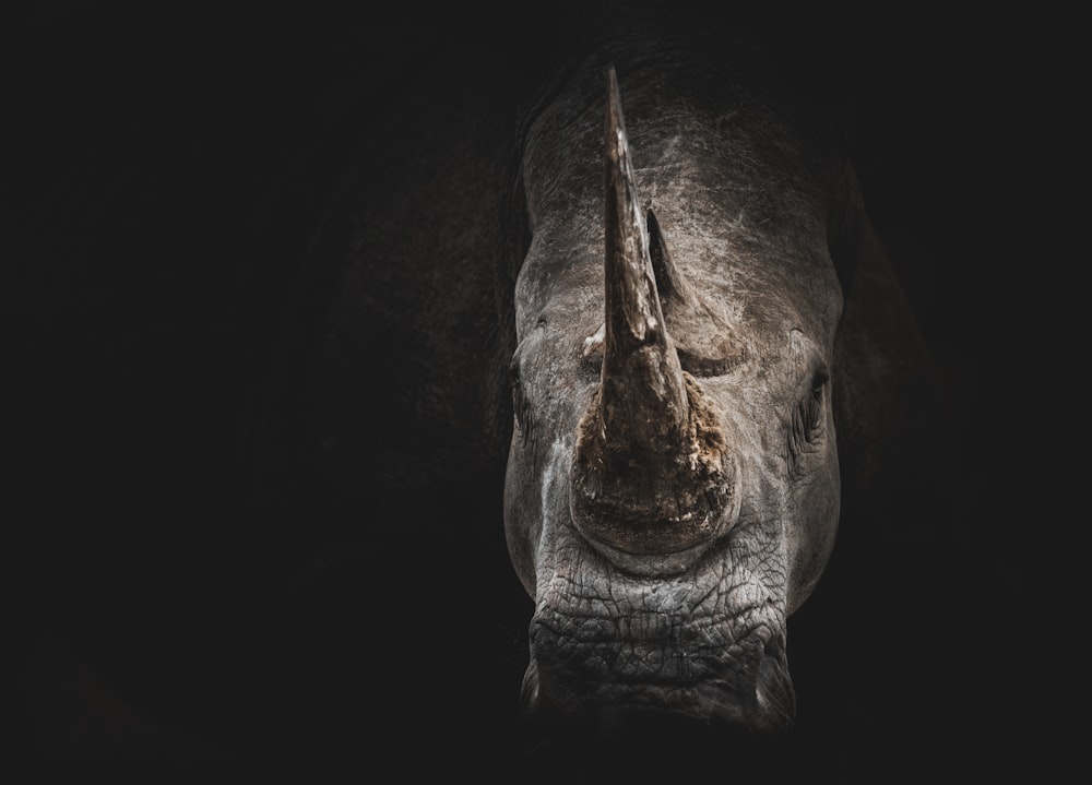 gray rhino digital wallpaper