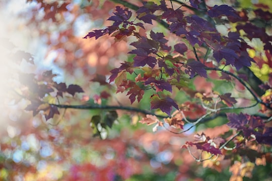 Soft watercolor of dappled sunlight through autumn leaves.
