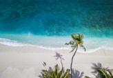 aerial nature photography of green palms on seashore during daytime