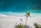 aerial nature photography of green palms on seashore during daytime