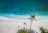 aerial nature photography of green palms on seashore during daytime