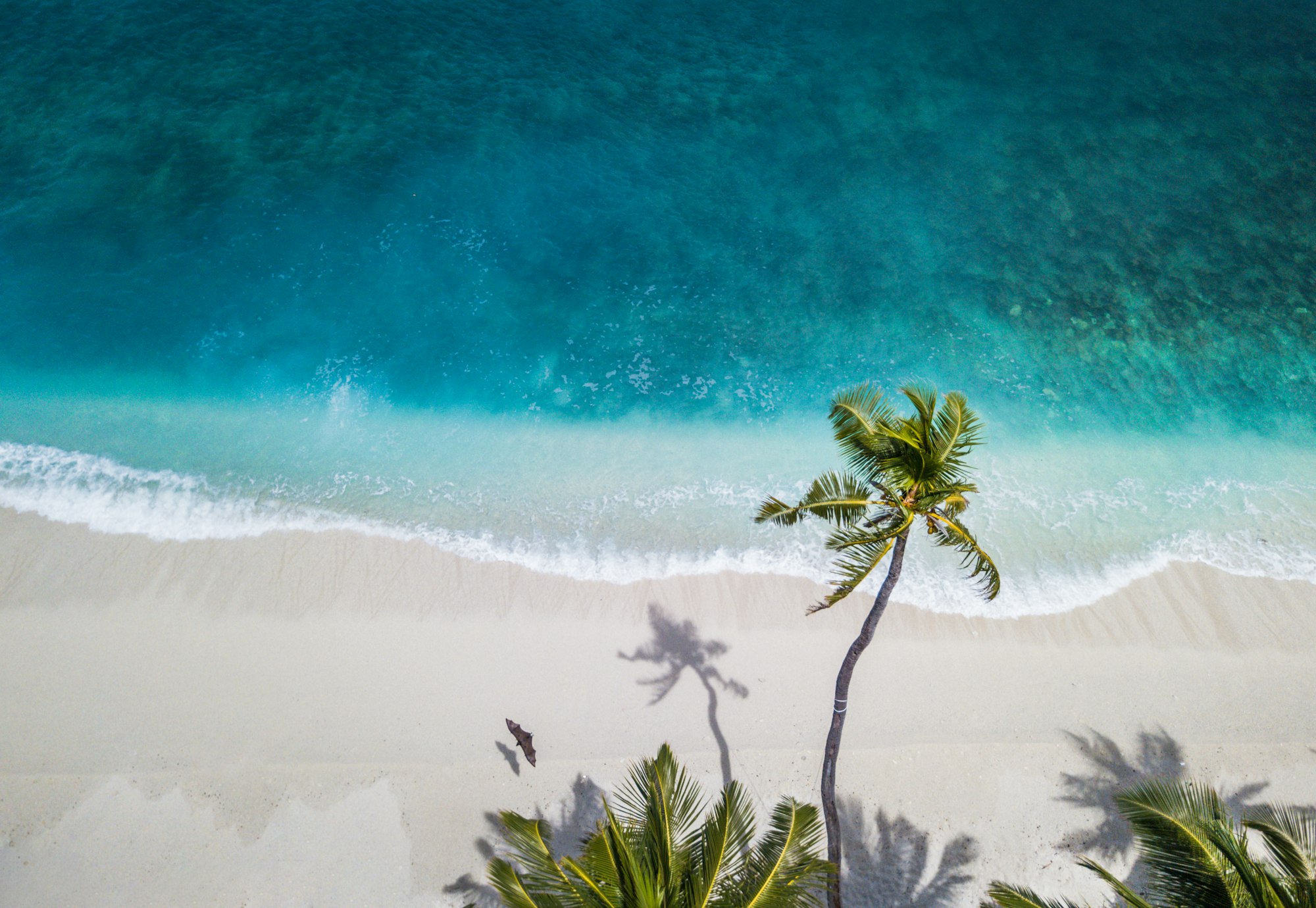 Aerial view of tropical beach