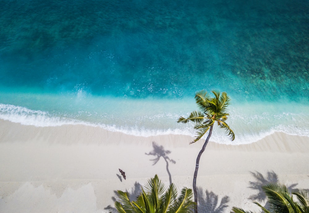 Fotografía aérea de la naturaleza de palmeras verdes en la orilla del mar durante el día