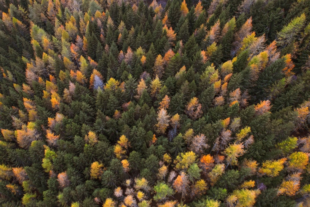 aerial photo of trees