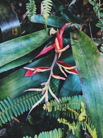 A vibrant tropical plant with striking red and yellow flowers set against an array of lush green foliage. The leaves are broad with smooth textures, and the scene has a dense jungle aesthetic with overlapping ferns.