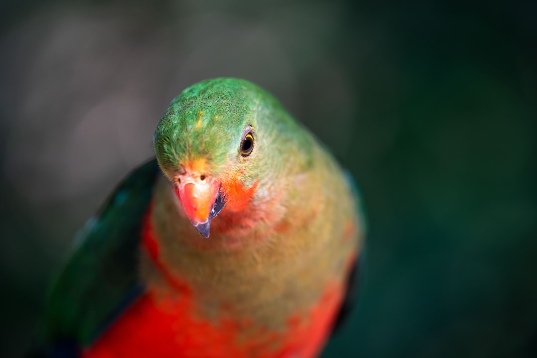 Wildlife photo spot Upwey Merri Creek