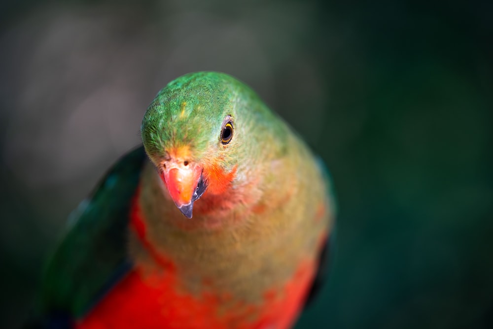 orange, brown, and green bird