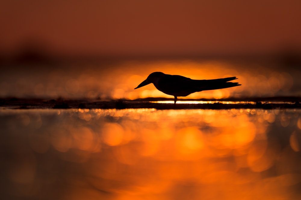 Silhouette eines Vogels, der am Ufer steht