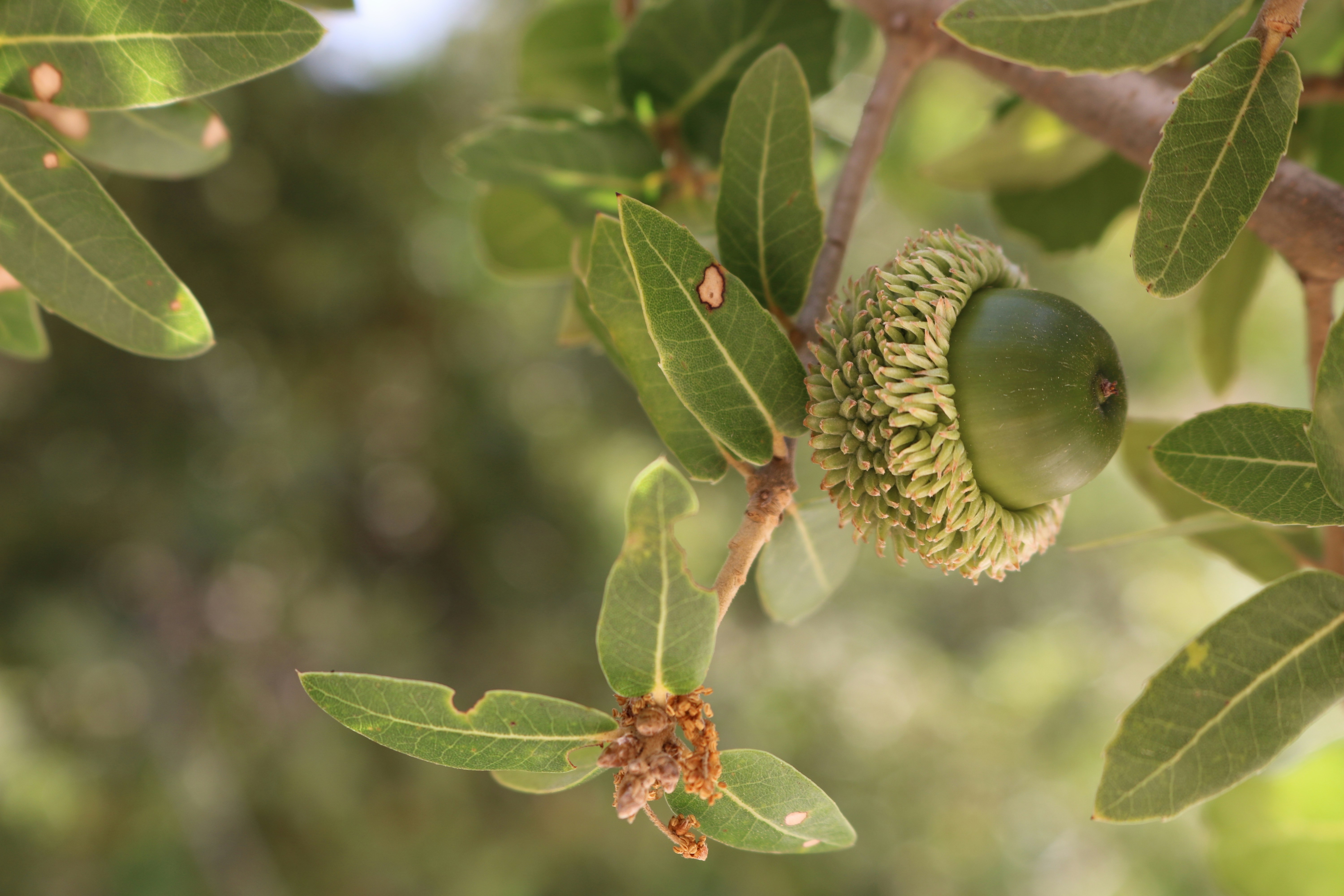 green acorn close-up photography lebanon teams background