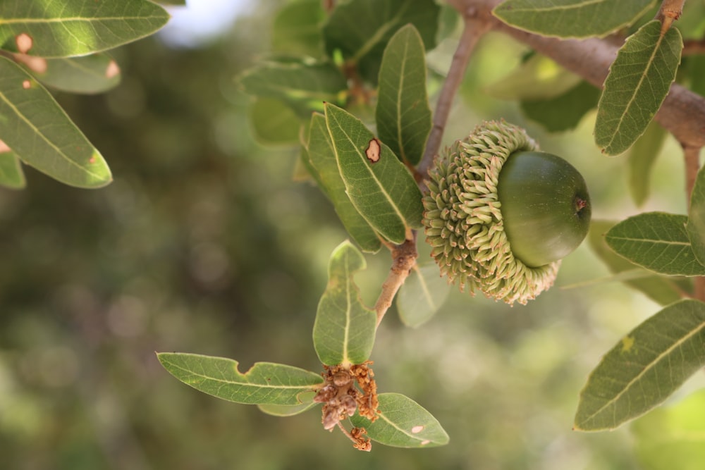 green Acorn close-up photography