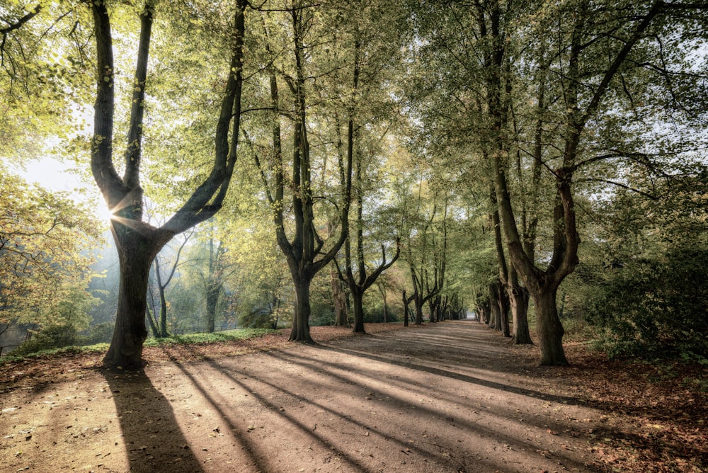 brown pathway surrounded by trees