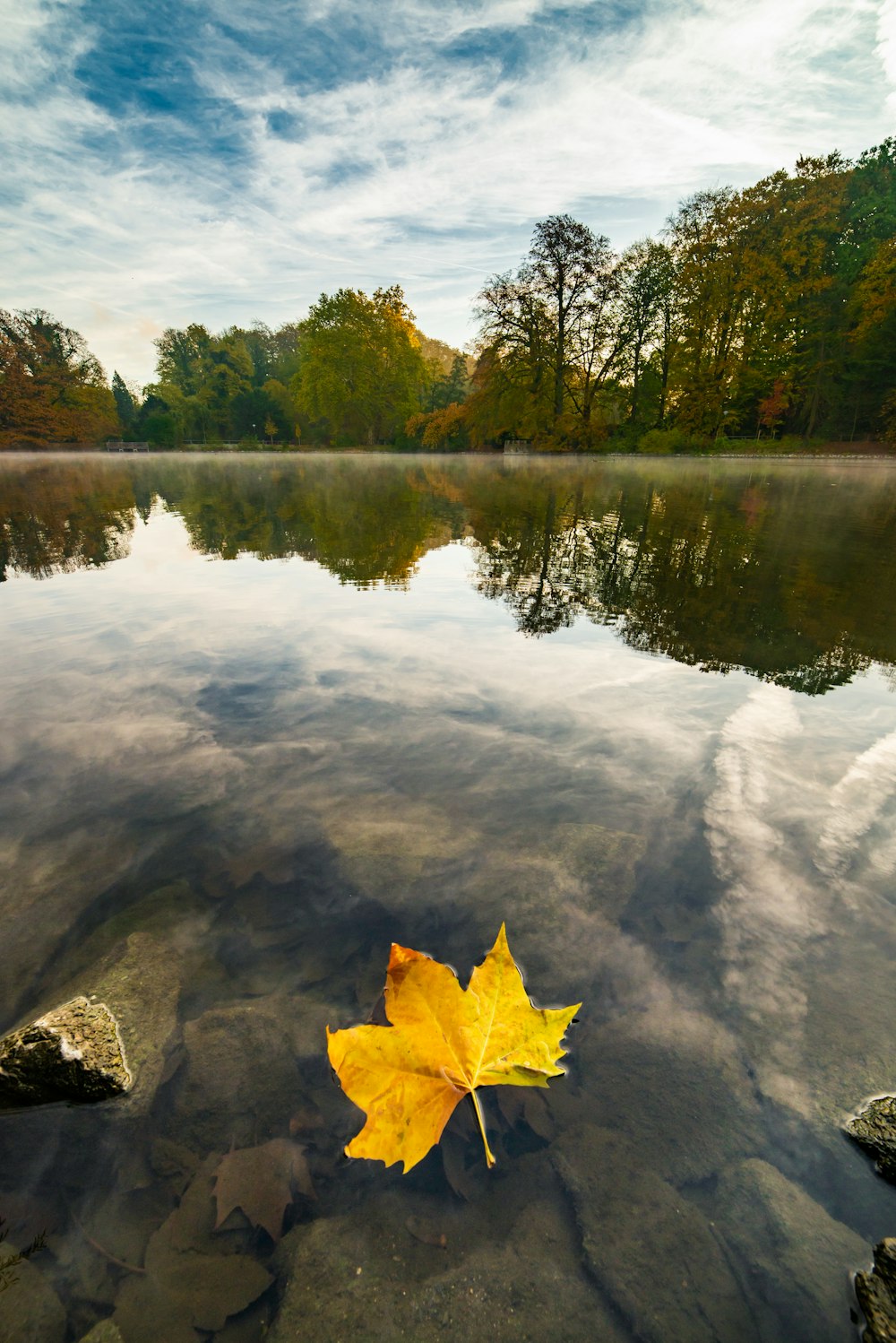 leaf on water